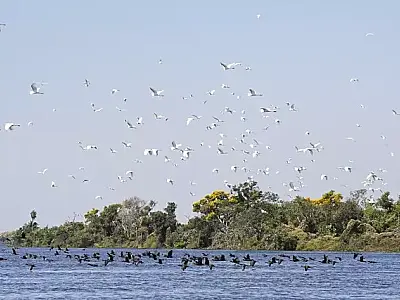 Lei do Pantanal passará a valer no dia 18 de fevereiro já com regulamentação