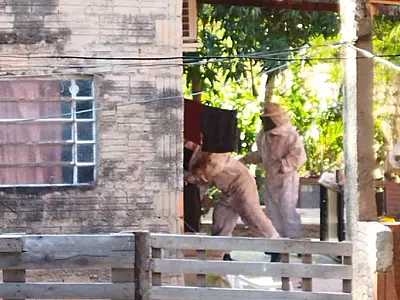 Família sofre ataque de abelhas no bairro Maria Leite