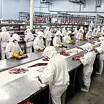 Mato Grosso do Sul supera 2 milhões de bovinos abatidos no primeiro semestre de 2026