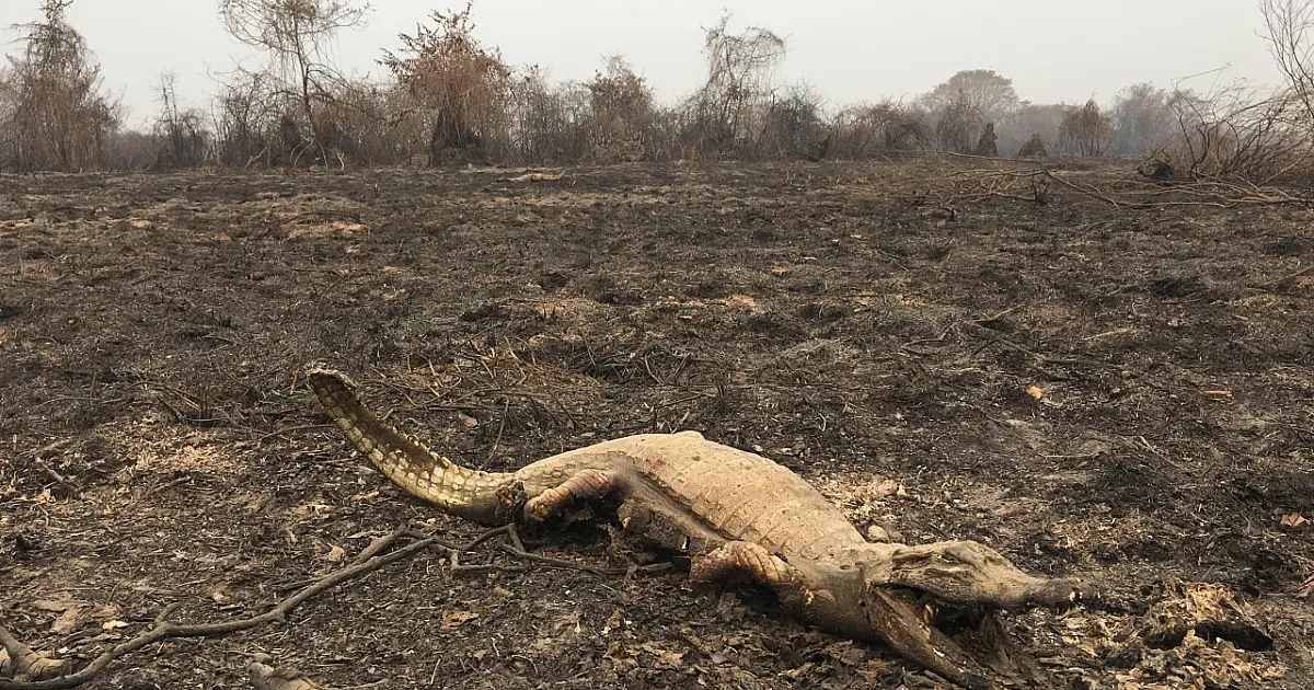 Fogo no Pantanal matou 17 milhões de animais e causou prejuízo de R$ 600 milhões em 2020