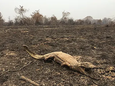 Fogo no Pantanal matou 17 milhões de animais e causou prejuízo de R$ 600 milhões em 2020
