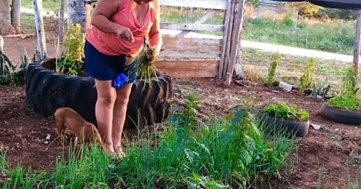 Dia do Agricultor: negócios que saem da terra e vão para a mesa