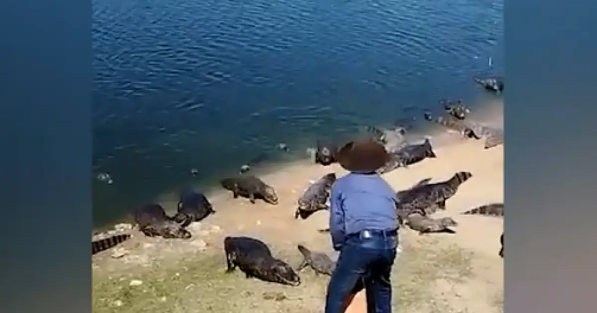 Justiça manda irmão de "Maria" deixar ponto turístico dos jacarés na rodovia