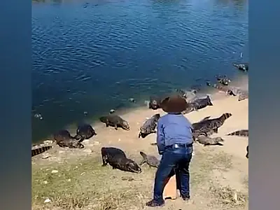 Justiça manda irmão de "Maria" deixar ponto turístico dos jacarés na rodovia