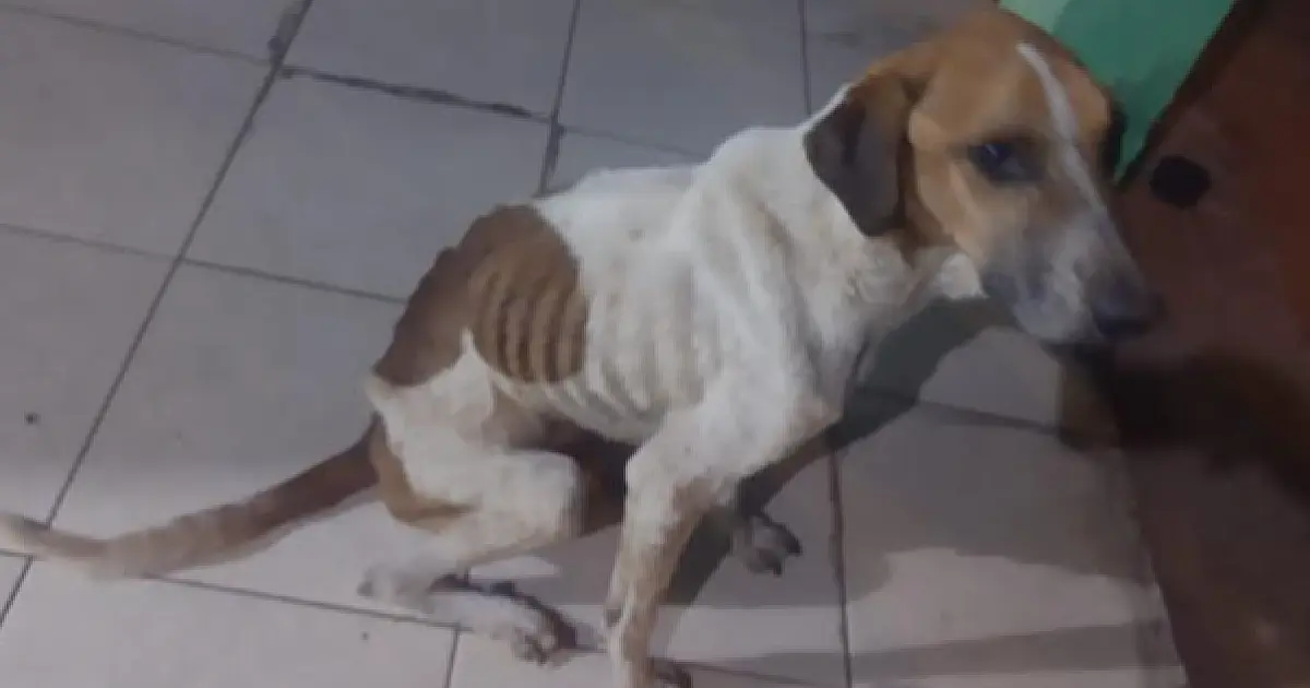 Mulher é multada em R$ 2,5 mil por maus-tratos a cachorros