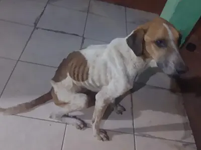 Mulher é multada em R$ 2,5 mil por maus-tratos a cachorros