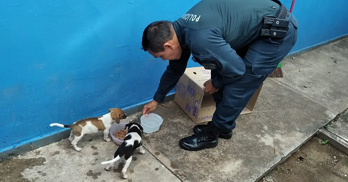 Filhotes abandonados em sacola na mata aguardam por adoção na Base Comunitária da PM