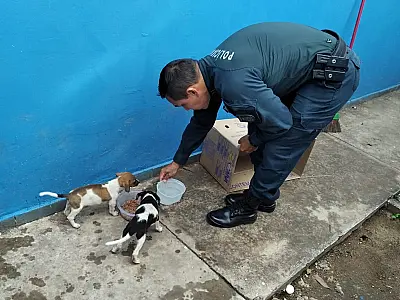 Filhotes abandonados em sacola na mata aguardam por adoção na Base Comunitária da PM