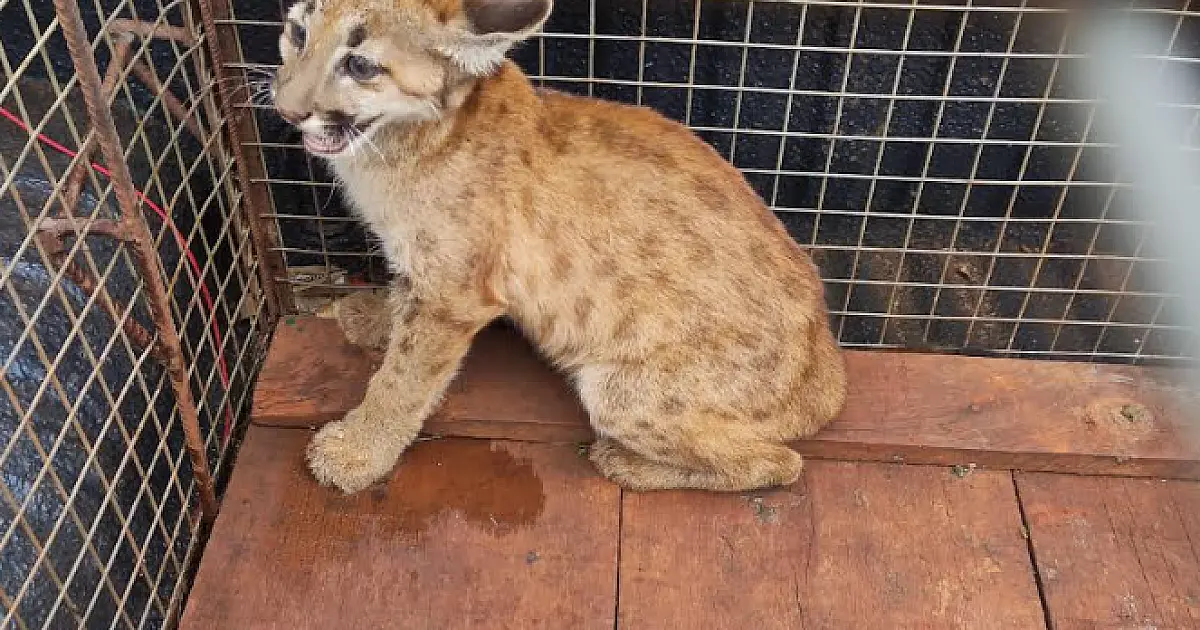 Filhote de onça-parda é capturada em canavial depois de abandonado pela mãe