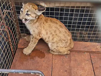 Filhote de onça-parda é capturada em canavial depois de abandonado pela mãe