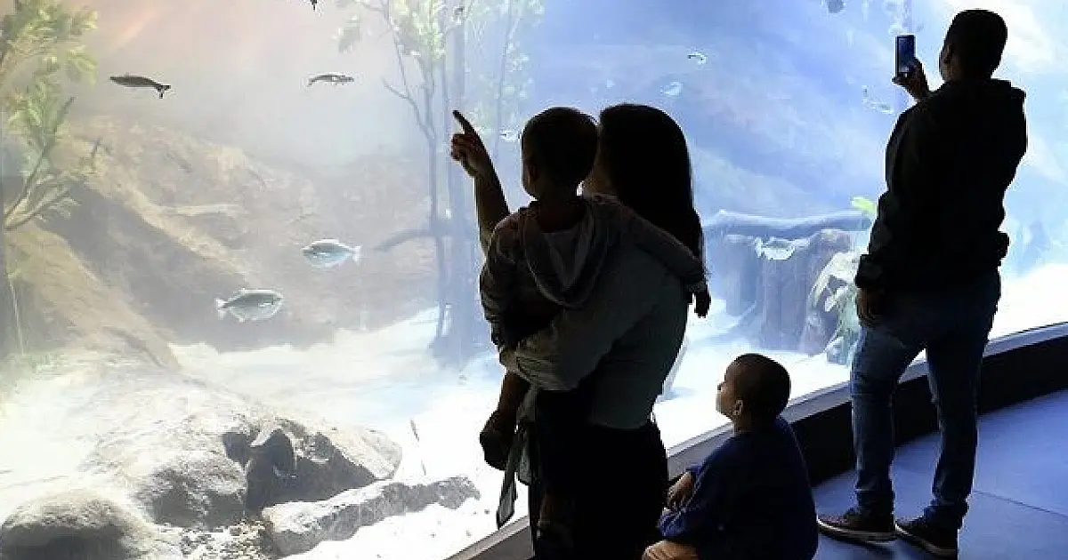 Bioparque Pantanal define horário de visitas em dias de jogos da Seleção Brasileira