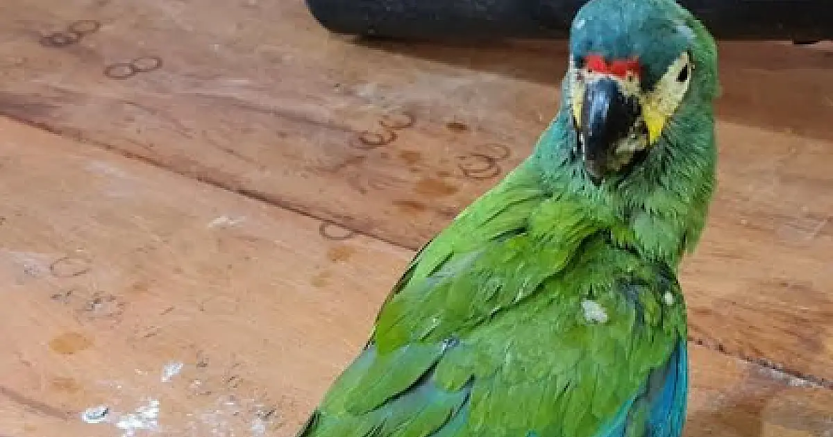 Caminhoneiro abandona Arara para evitar flagrante na operação Bocaiúva da PMA