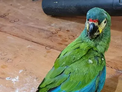 Caminhoneiro abandona Arara para evitar flagrante na operação Bocaiúva da PMA