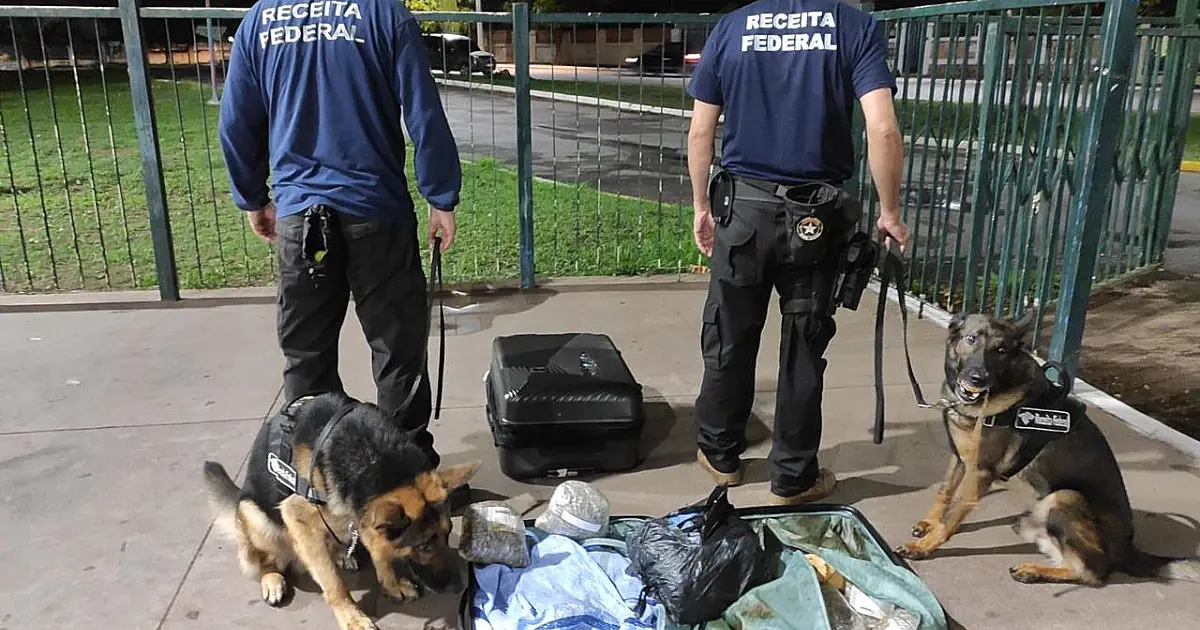 Homem é preso na rodoviária com 16,6 kg de droga na bagagem