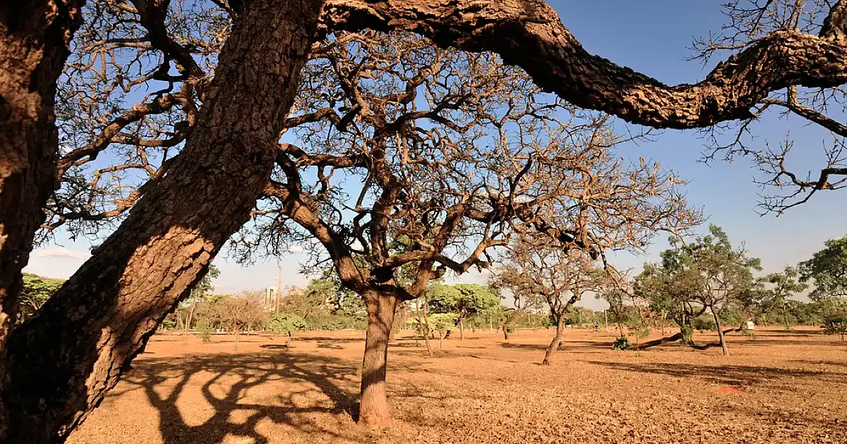Dia do Meio Ambiente destaca ações de enfrentamento à desertificação