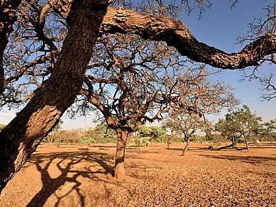 Dia do Meio Ambiente destaca ações de enfrentamento à desertificação