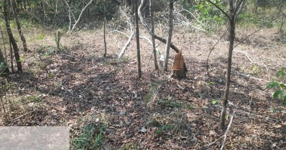 Mulher é multada em R$ 5 mil por desmatamento ilegal em área protegida
