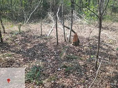 Mulher é multada em R$ 5 mil por desmatamento ilegal em área protegida