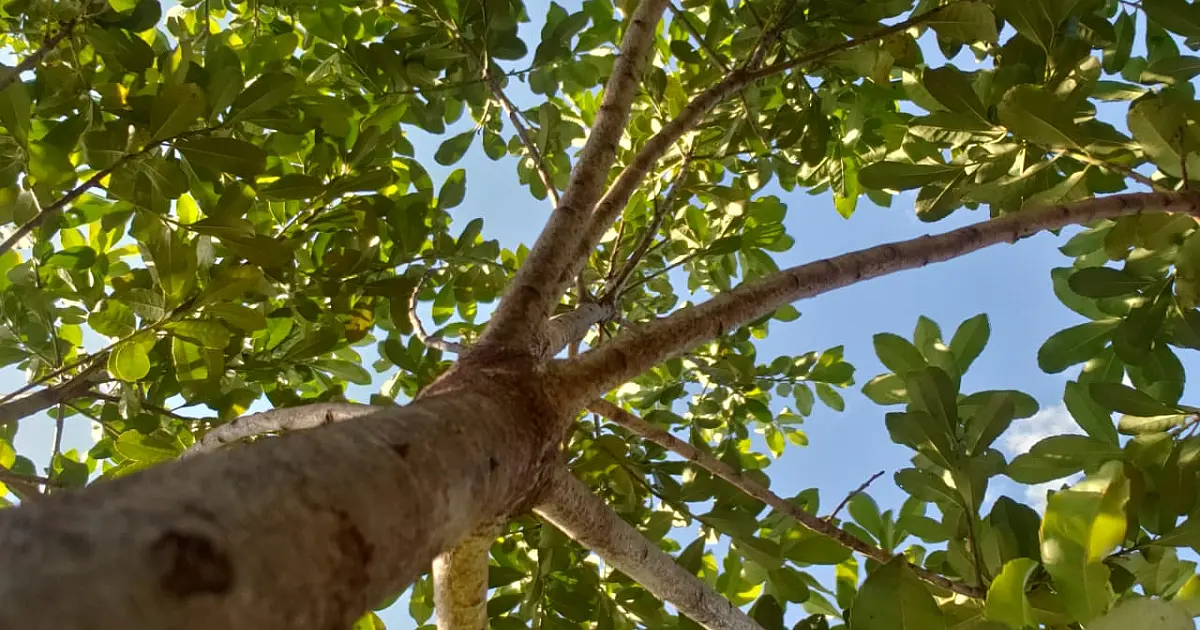 Pesquisa científica pode devolver à erva-mate status de 'ouro verde' no Estado