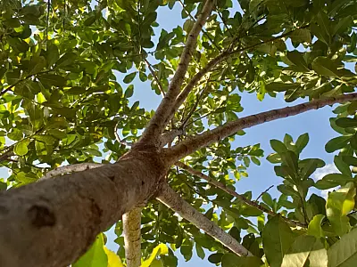 Pesquisa científica pode devolver à erva-mate status de 'ouro verde' no Estado