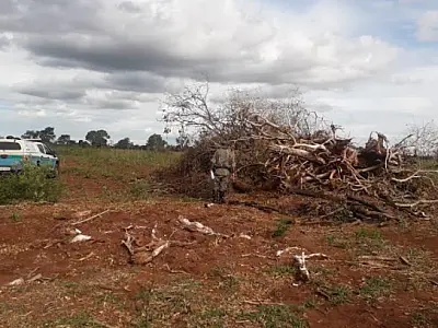 Desmatamentos ilegais somaram R$ 7 milhões em multas no ano passado