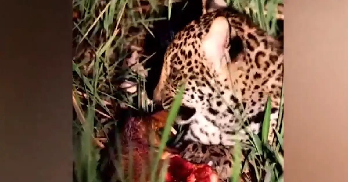 Filhote de onça sobrevivente de queimada é flagrado devorando tatu