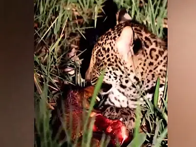 Filhote de onça sobrevivente de queimada é flagrado devorando tatu