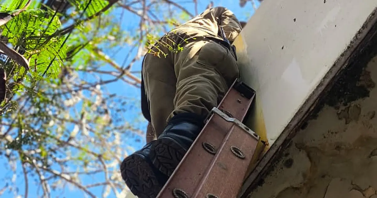 Gatos recém-nascidos são resgatados do alto de telhado no centro