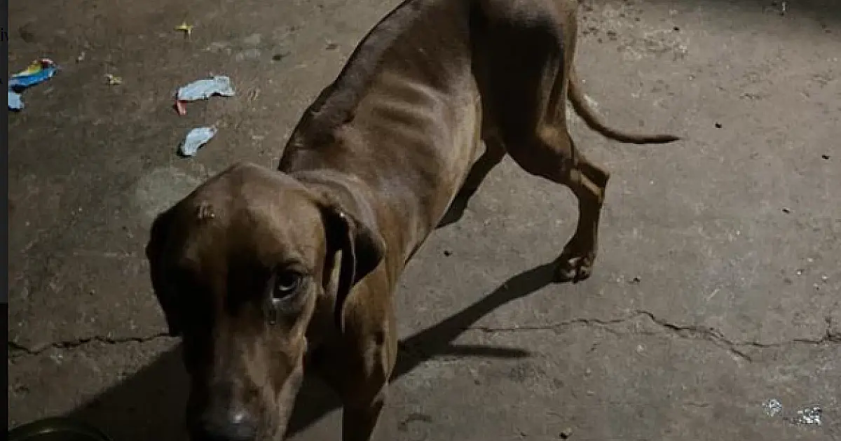 Homem é multado em R$ 6 mil por maus tratos a dois cachorros