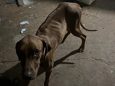 Homem é multado em R$ 6 mil por maus tratos a dois cachorros