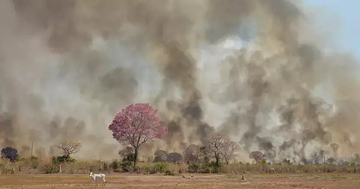 Dia do Pantanal: Recuperação do bioma após queimadas pode demorar décadas