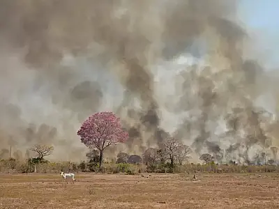 Dia do Pantanal: Recuperação do bioma após queimadas pode demorar décadas