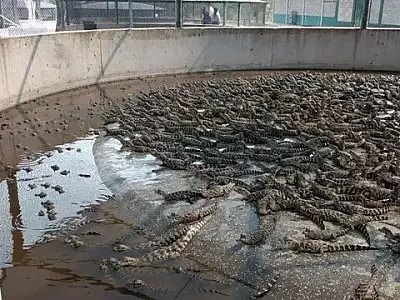 Frigorífico de jacarés é multado em R$ 44,2 milhões por exportação irregular