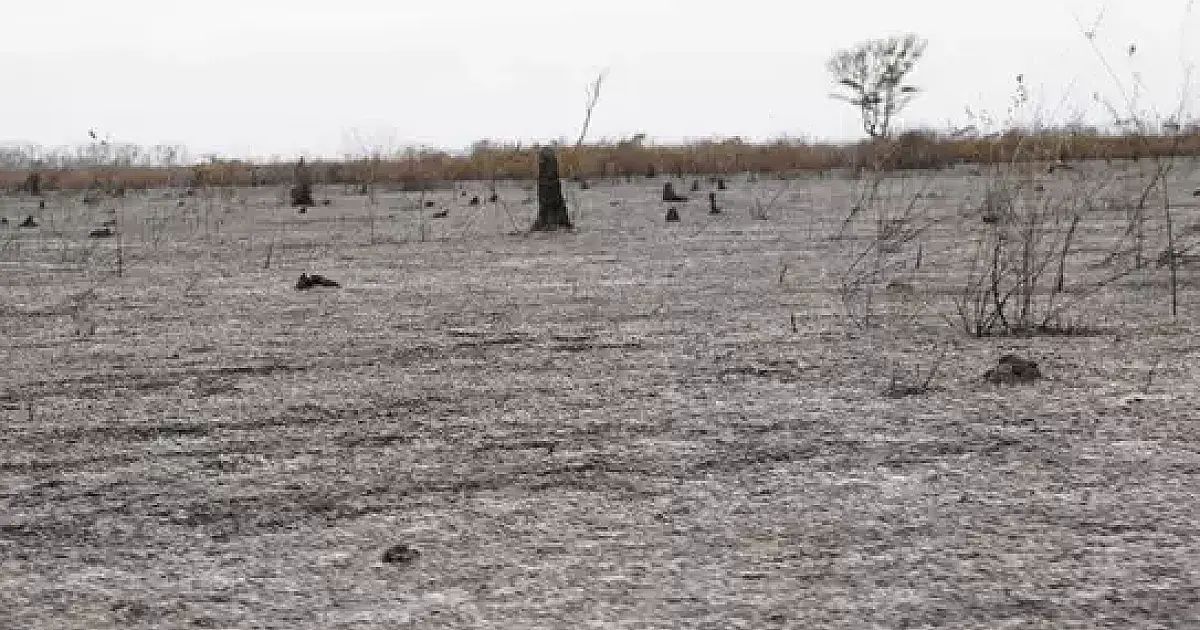 Pantanal queimou mais vegetação nativa do que área de pastagem