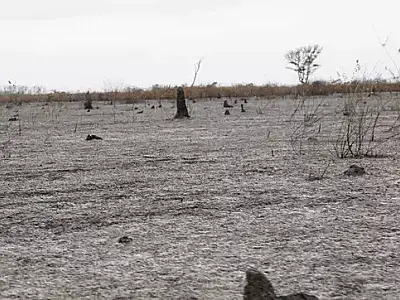 Pantanal queimou mais vegetação nativa do que área de pastagem