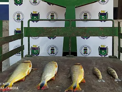 Homem é preso e multado em R$ 4,8 mil por captura proibida de Dourado