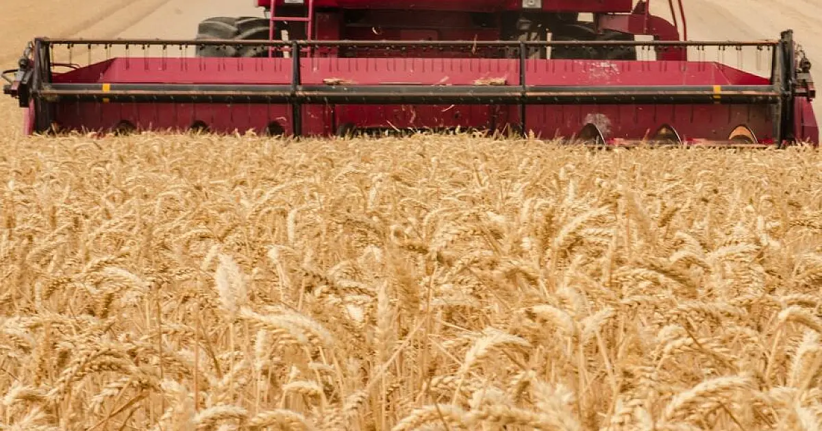 Mato Grosso do Sul tem alta de 92% na produtividade do trigo em 2022