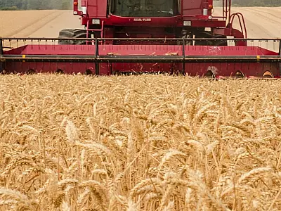Mato Grosso do Sul tem alta de 92% na produtividade do trigo em 2022