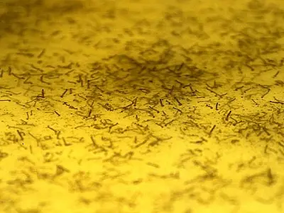 Biofábrica contabiliza mais de 23 milhões de mosquitos soltos em combate ao Aedes Aegypti