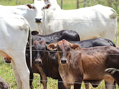 Novo sistema de cadastro no Programa Precoce MS já está disponível
