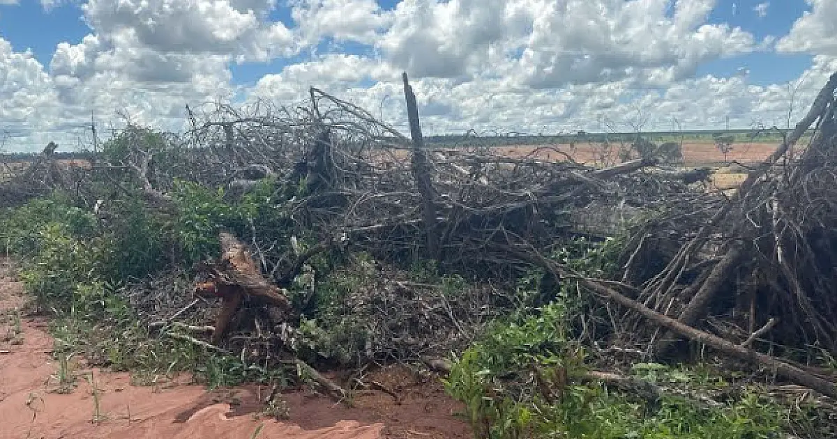 Paulista é multado em R$ 12 mil por derrubada ilegal de árvores