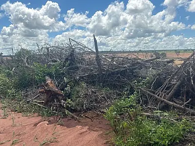 Paulista é multado em R$ 12 mil por derrubada ilegal de árvores