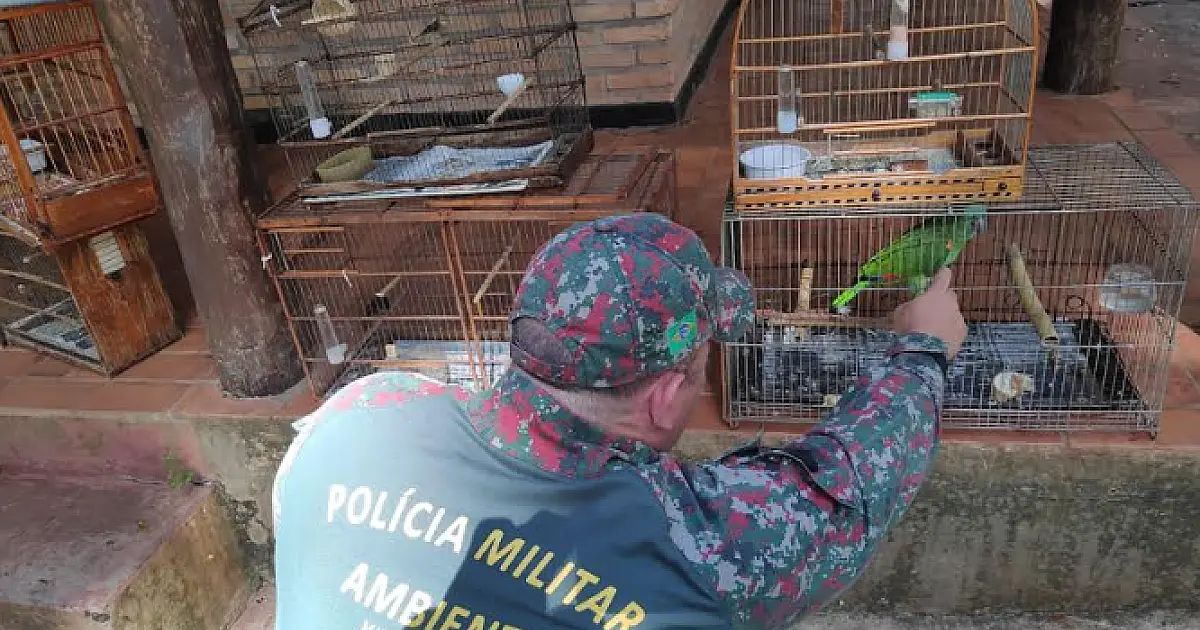 Multas por criação ilegal de animais silvestres somou R$ 73,5 mil em 2022