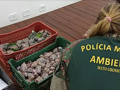 Casal preso por tráfico de aves silvestres recebe multa de R$ 2,5 milhões da PMA