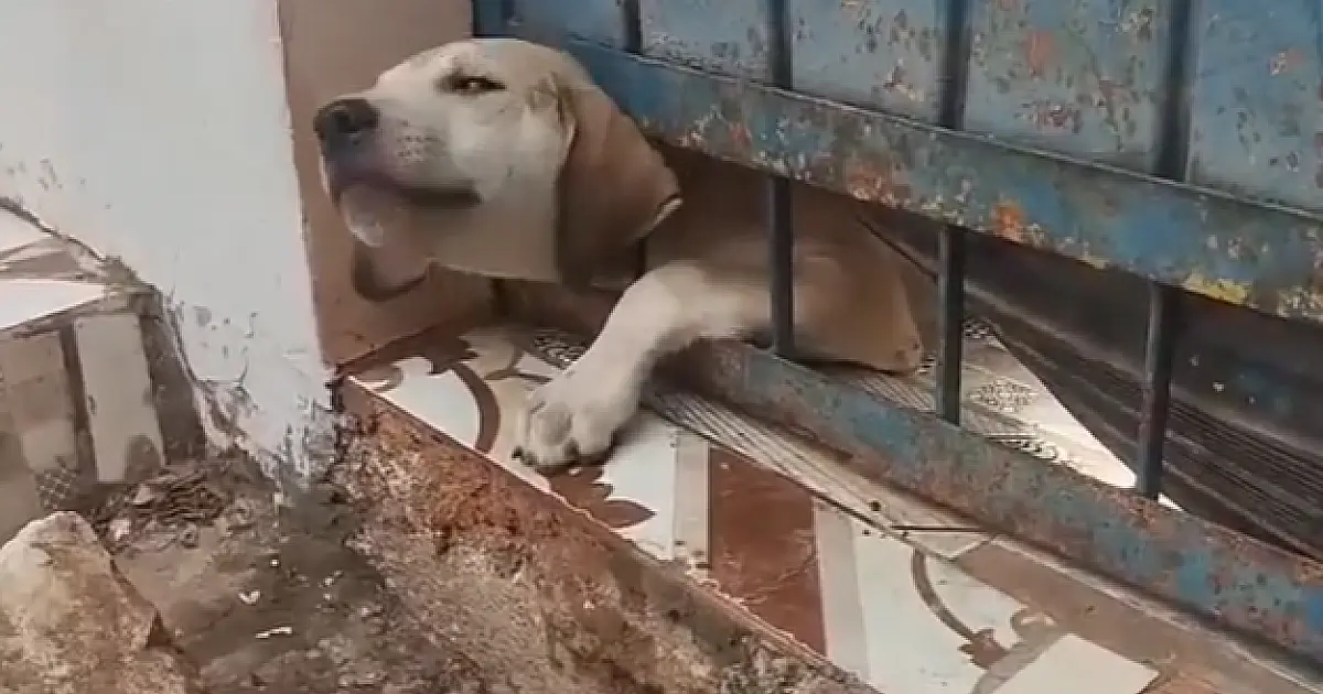 Bombeiros libertaram cachorro preso no portão de casa no bairro Nova Corumbá