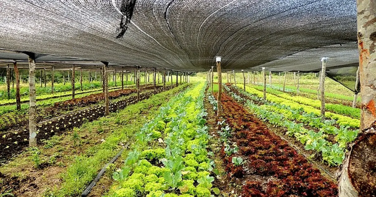 Projeto de Lei autoriza município instituir linha de microcrédito para pequenos produtores