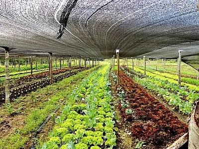 Projeto de Lei autoriza município instituir linha de microcrédito para pequenos produtores