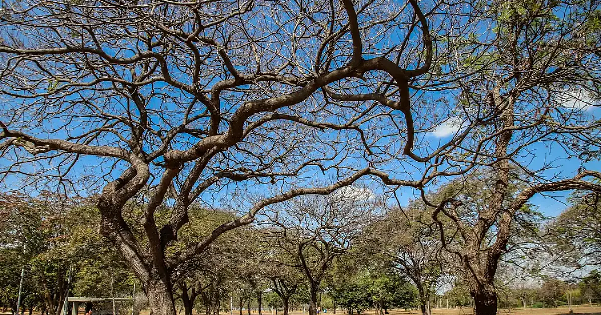 Inmet alerta sobre baixa umidade no Centro-Oeste e no Tocantins