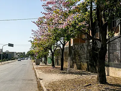 Agems promove encontro em Corumbá para discutir árvores próximas à rede elétrica
