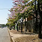 Agems promove encontro em Corumbá para discutir árvores próximas à rede elétrica